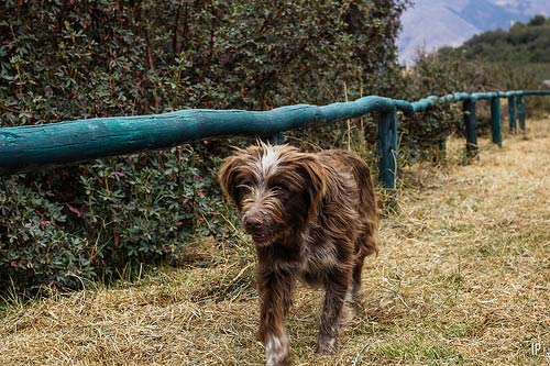 blog Image Student Blogger Indira: Peru Adventures - Part 1